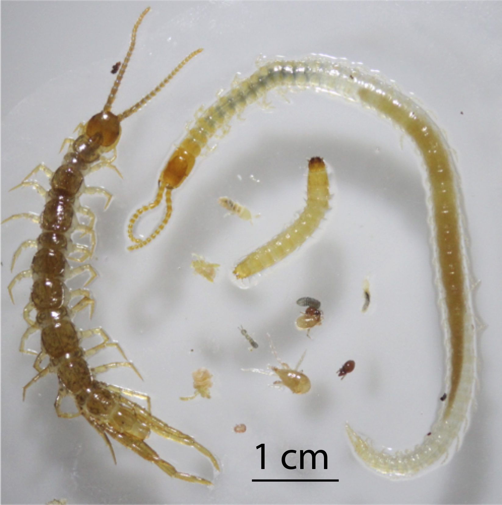 Insect-microbe interactions | Navarro Lab