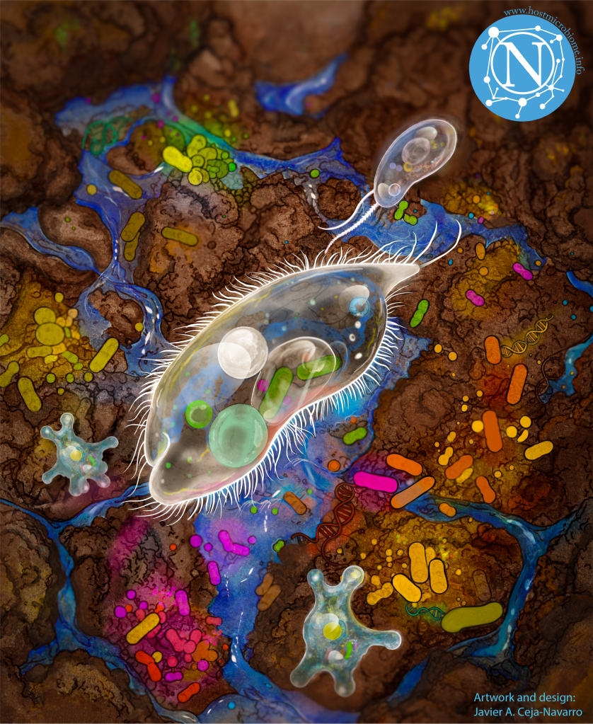 Ciliates, flagellates and amoeba interact with bacteria in soil